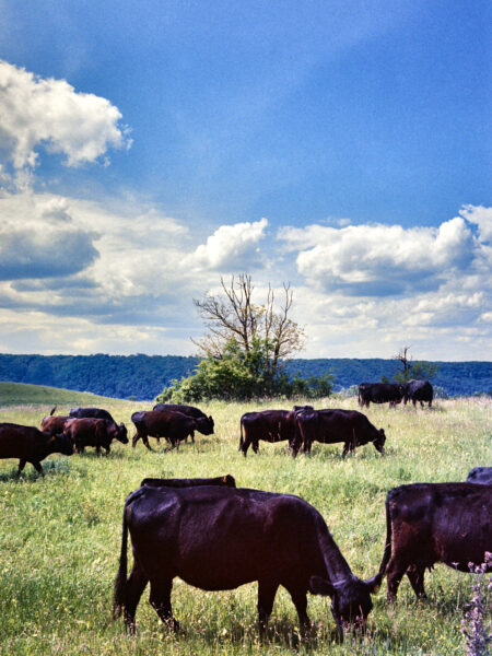 Fine art picture showing a flowery pasture with black bulls in the foreground