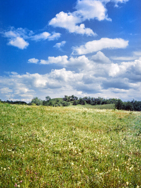 Fine art picture showing a meadow with rare flowers on a sunny day