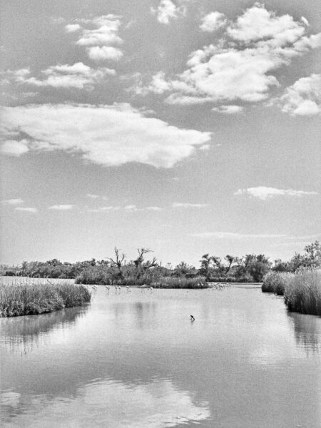 Fine art picture showing flamingos far away feeding in the water in black and white