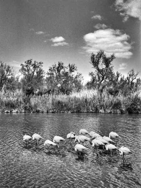 Fine art picture showing sleeping flamingos in black and white