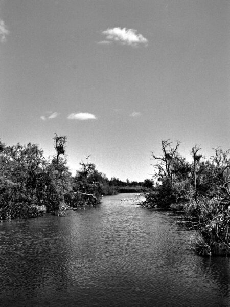 Fine art picture showing flamingos far away feeding in the water in black and white