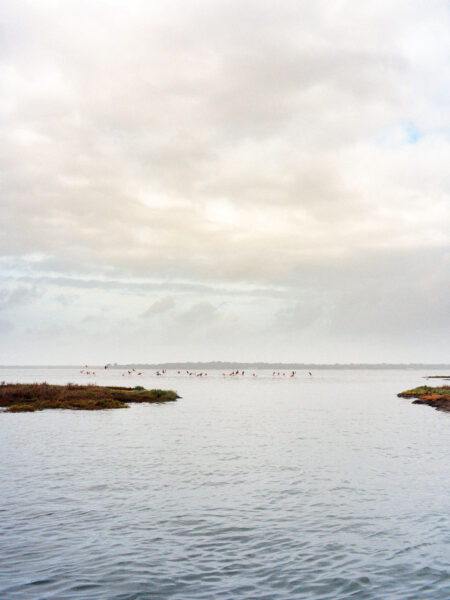 Fine art picture showing flamingos taking off in a wetland landscape