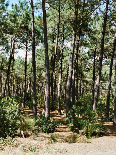 Fine art picture showing Mediterranean pine trees in a random order