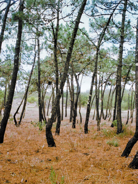 Fine art picture showing curvy pine trees in a random order on orange soil