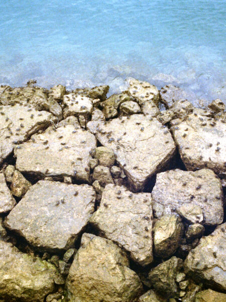 Fine art picture showing a mosaic of rocks that are the habitat of small crabs