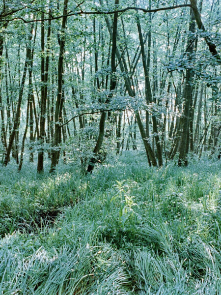 Fine art picture showing black alder trees in a random order on green soil