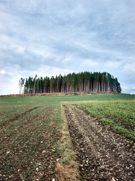 Fine art picture showing a flock of trees standing on a hill with a field in the foreground