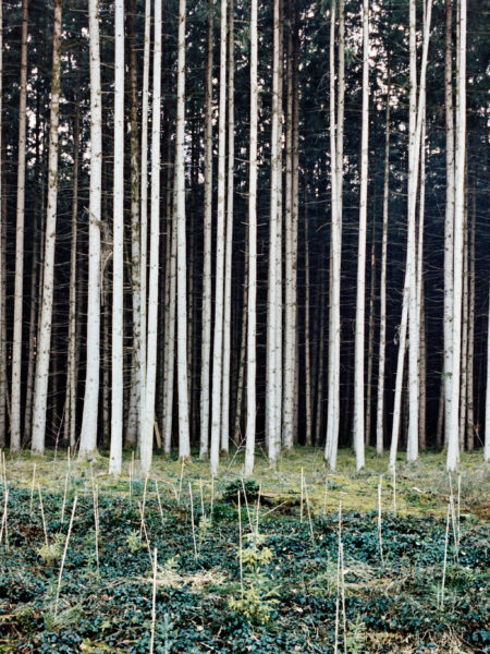 Fine art picture showing pine poles in a distinct order