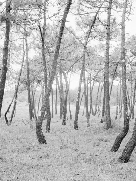 Fine art picture showing curvy pine trees in a random order in black and white