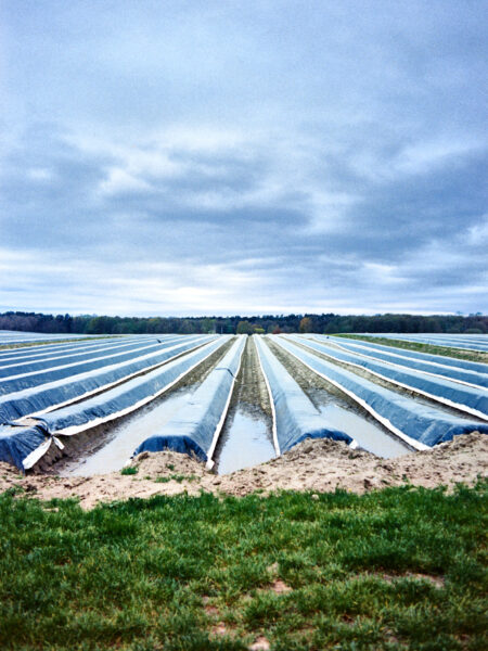 Fine art picture showing an asparagus field with plastic covers.